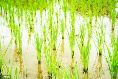 采用直播方式栽培水稻,怎么控制播种量,才能实现高产