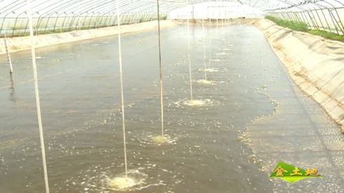 温棚培育南美白对虾大规格苗种技术