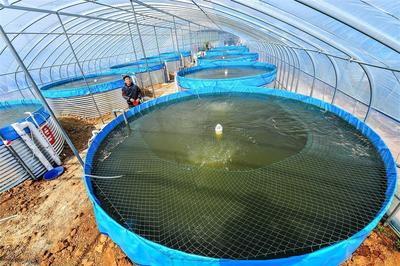 圆桶养鱼 ,新洲打造绿色养殖项目